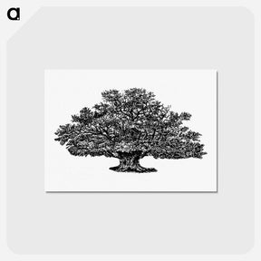 アートポストカード-Victorian Tree Engraving
 - 大英図書館 Postcard.