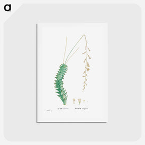 アートポストカード-Aloe Viscosa - ピエール ジョゼフ ルドゥーテ Postcard.