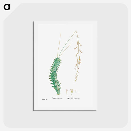 アートポストカード-Aloe Viscosa - ピエール ジョゼフ ルドゥーテ Postcard.