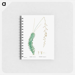 アートメモ帳-Aloe Viscosa - ピエール ジョゼフ ルドゥーテ Memo.
