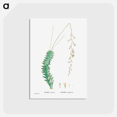 アートポストカード-Aloe Viscosa - ピエール ジョゼフ ルドゥーテ Postcard.