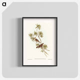 Great-billed Gerygone
 - オーストラリアの鳥 Poster.