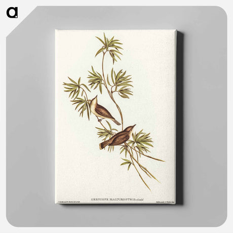 アートパネル-Great-billed Gerygone
 - オーストラリアの鳥 Canvas.