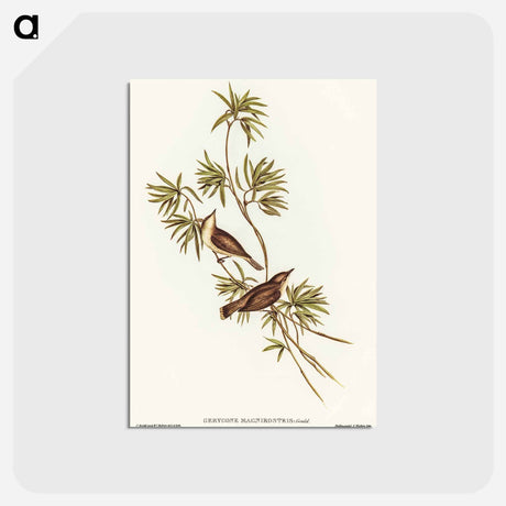 アートポストカード-Great-billed Gerygone
 - オーストラリアの鳥 Postcard.