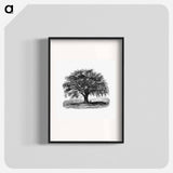 アートポスター-Tree Illustration from Account of the Centennial Celebration of the Town of West Springfield, Mass
 - 大英図書館 Poster.