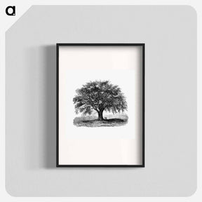 アートポスター-Tree Illustration from Account of the Centennial Celebration of the Town of West Springfield, Mass
 - 大英図書館 Poster.