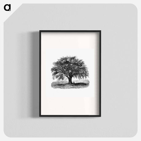 アートポスター-Tree Illustration from Account of the Centennial Celebration of the Town of West Springfield, Mass
 - 大英図書館 Poster.