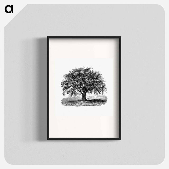 アートポスター-Tree Illustration from Account of the Centennial Celebration of the Town of West Springfield, Mass
 - 大英図書館 Poster.
