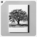 アートパネル-Tree Illustration from Account of the Centennial Celebration of the Town of West Springfield, Mass
 - 大英図書館 Canvas.