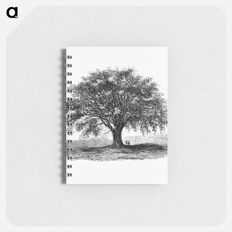 アートメモ帳-Tree Illustration from Account of the Centennial Celebration of the Town of West Springfield, Mass
 - 大英図書館 Memo.