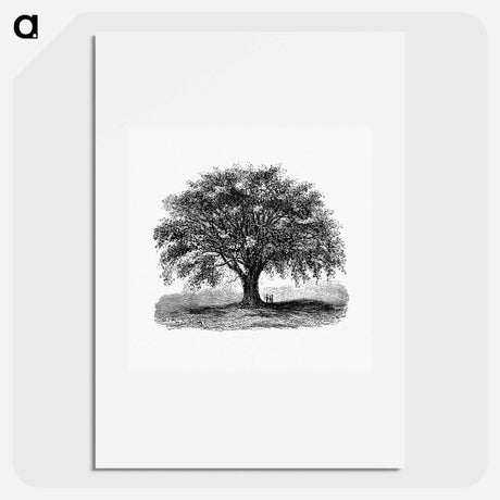 アートポスター-Tree Illustration from Account of the Centennial Celebration of the Town of West Springfield, Mass
 - 大英図書館 Poster.