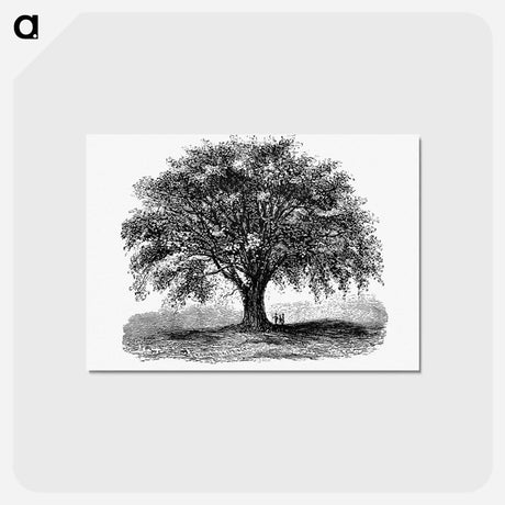 アートポストカード-Tree Illustration from Account of the Centennial Celebration of the Town of West Springfield, Mass
 - 大英図書館 Postcard.