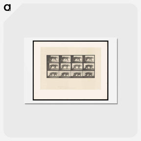 アートポストカード-Walking Tiger
 - エドワード マイブリッジ Postcard.