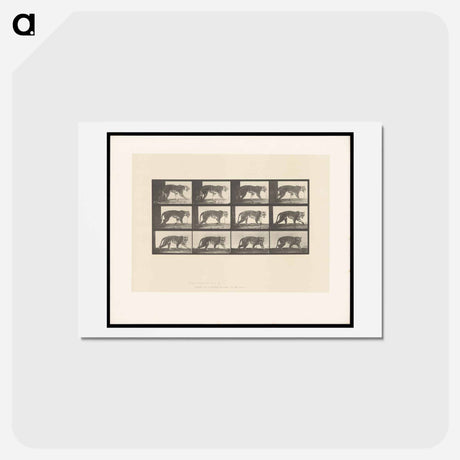 アートポストカード-Walking Tiger
 - エドワード マイブリッジ Postcard.