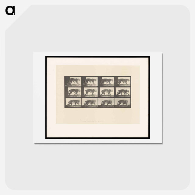 アートポストカード-Walking Tiger
 - エドワード マイブリッジ Postcard.