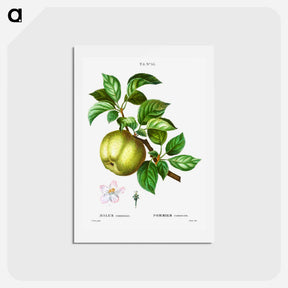 アートポストカード-Apple - ピエール ジョゼフ ルドゥーテ Postcard.