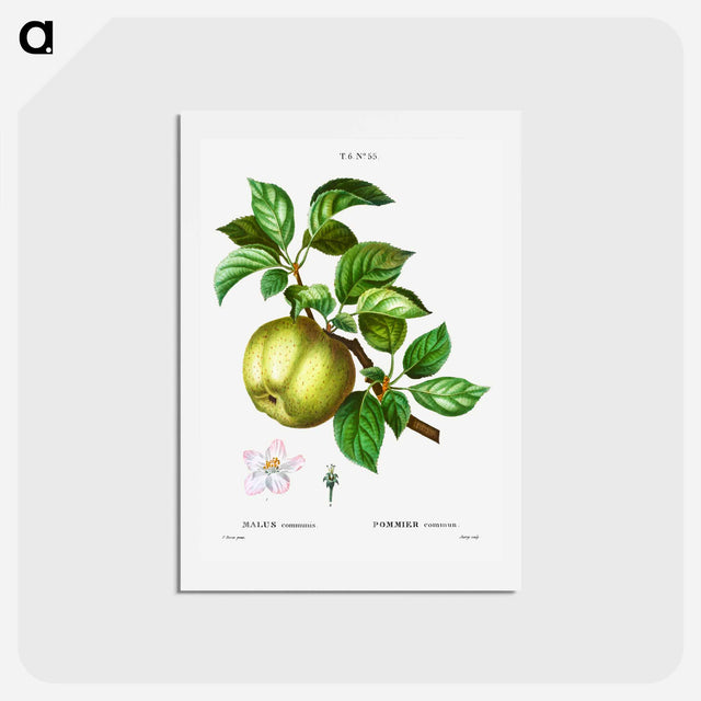 アートポストカード-Apple - ピエール ジョゼフ ルドゥーテ Postcard.
