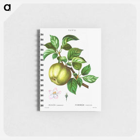 アートメモ帳-Apple - ピエール ジョゼフ ルドゥーテ Memo.