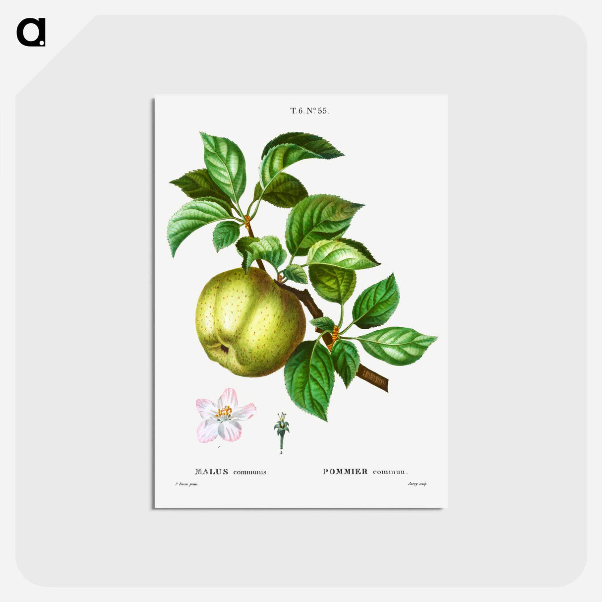 アートポストカード-Apple - ピエール ジョゼフ ルドゥーテ Postcard.