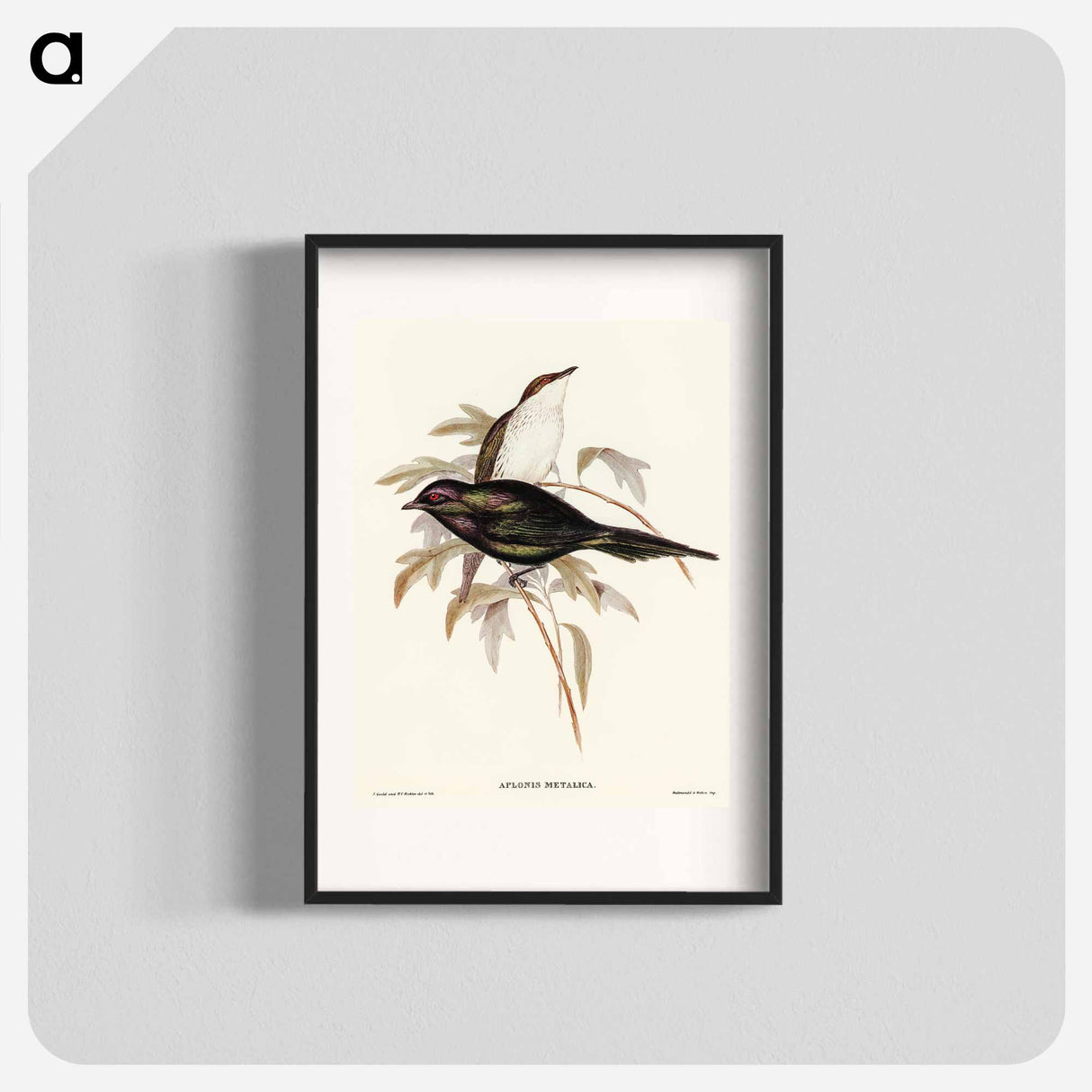 Shining Starling
 - オーストラリアの鳥 Poster.