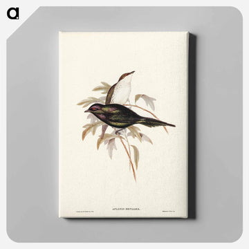 Shining Starling
 - オーストラリアの鳥 Canvas.