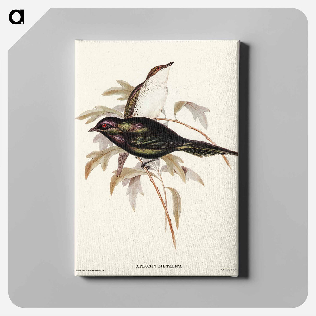 Shining Starling
 - オーストラリアの鳥 Canvas.