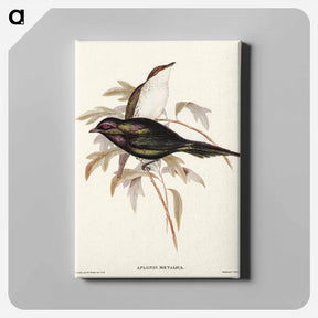 アートパネル-Shining Starling
 - オーストラリアの鳥 Canvas.
