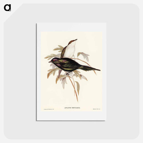 Shining Starling
- オーストラリアの鳥 Postcard.