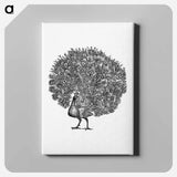 アートパネル-Peacock Engraving
 - 大英図書館 Canvas.
