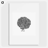 アートポスター-Peacock Engraving
 - 大英図書館 Poster.