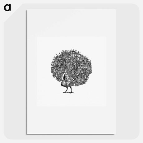 アートポスター-Peacock Engraving
 - 大英図書館 Poster.