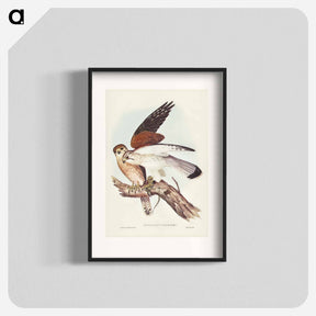 アートポスター-Nankeen Kestrel
 - ジョン グールド Poster.