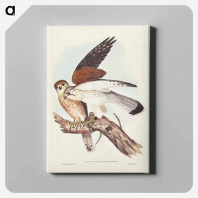 アートパネル-Nankeen Kestrel
 - ジョン グールド Canvas.