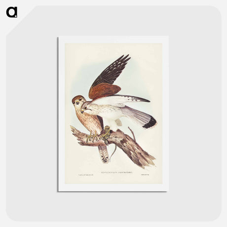 アートポストカード-Nankeen Kestrel
 - ジョン グールド Postcard.