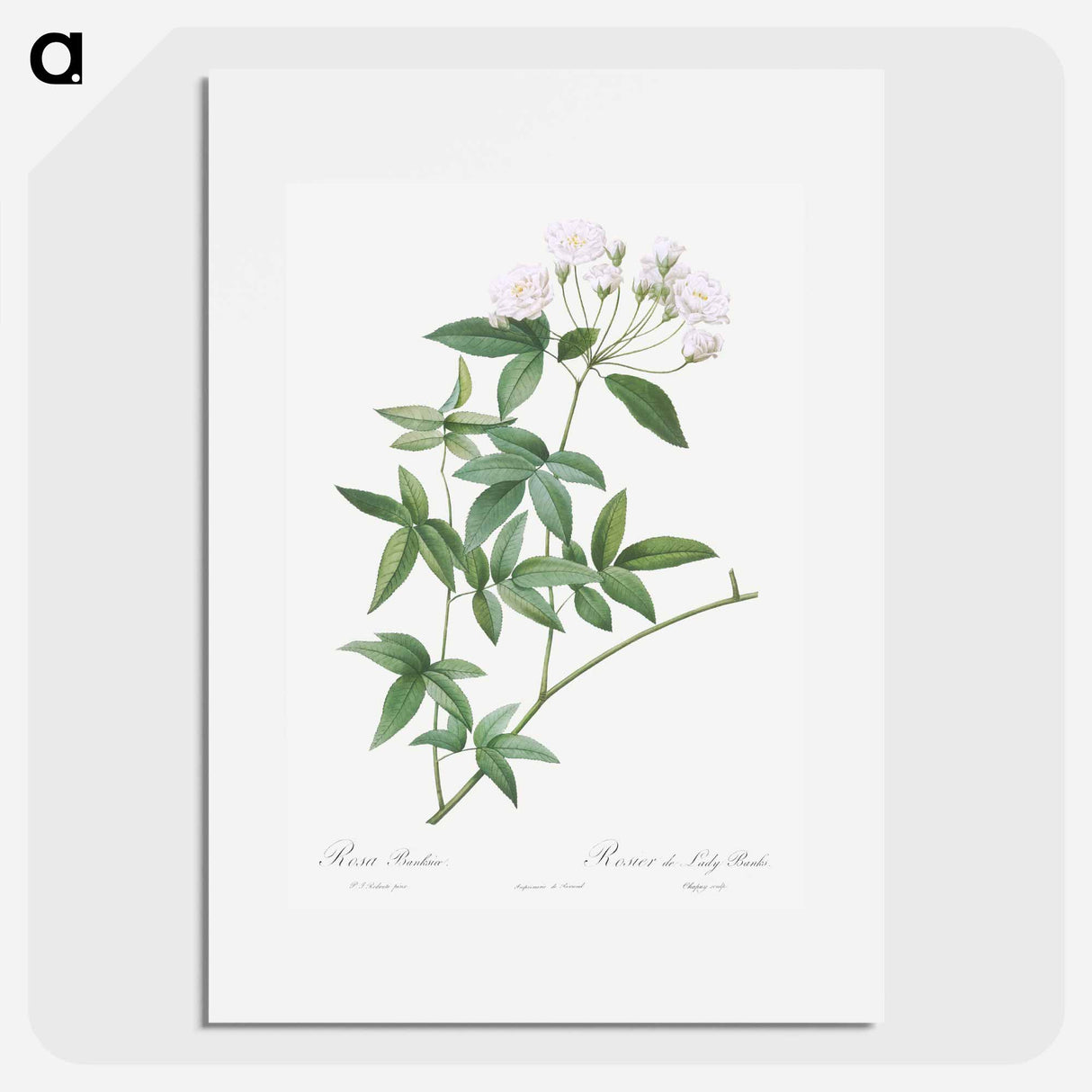 Lady Bank's rose - Pierre Joseph Redouté Poster.