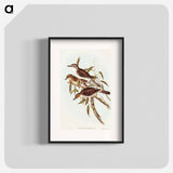 Selby's Colluricincla
 - オーストラリアの鳥 Poster.