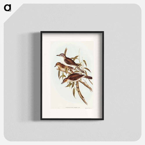 Selby's Colluricincla
 - オーストラリアの鳥 Poster.