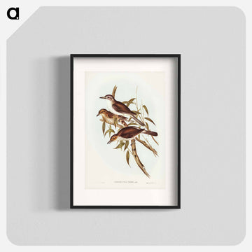 Selby's Colluricincla
 - オーストラリアの鳥 Poster.