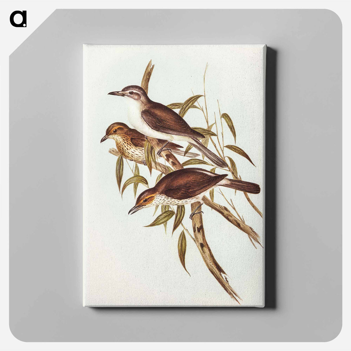 Selby's Colluricincla
 - オーストラリアの鳥 Canvas.