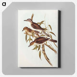 Selby's Colluricincla
 - オーストラリアの鳥 Canvas.