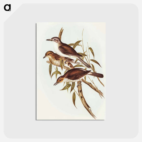 アートポストカード-Selby's Colluricincla
 - オーストラリアの鳥 Postcard.