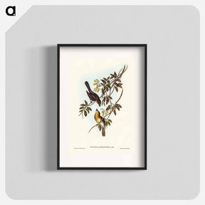 アートポスター-Broad-billed Flycatcher
 - ジョン グールド Poster.