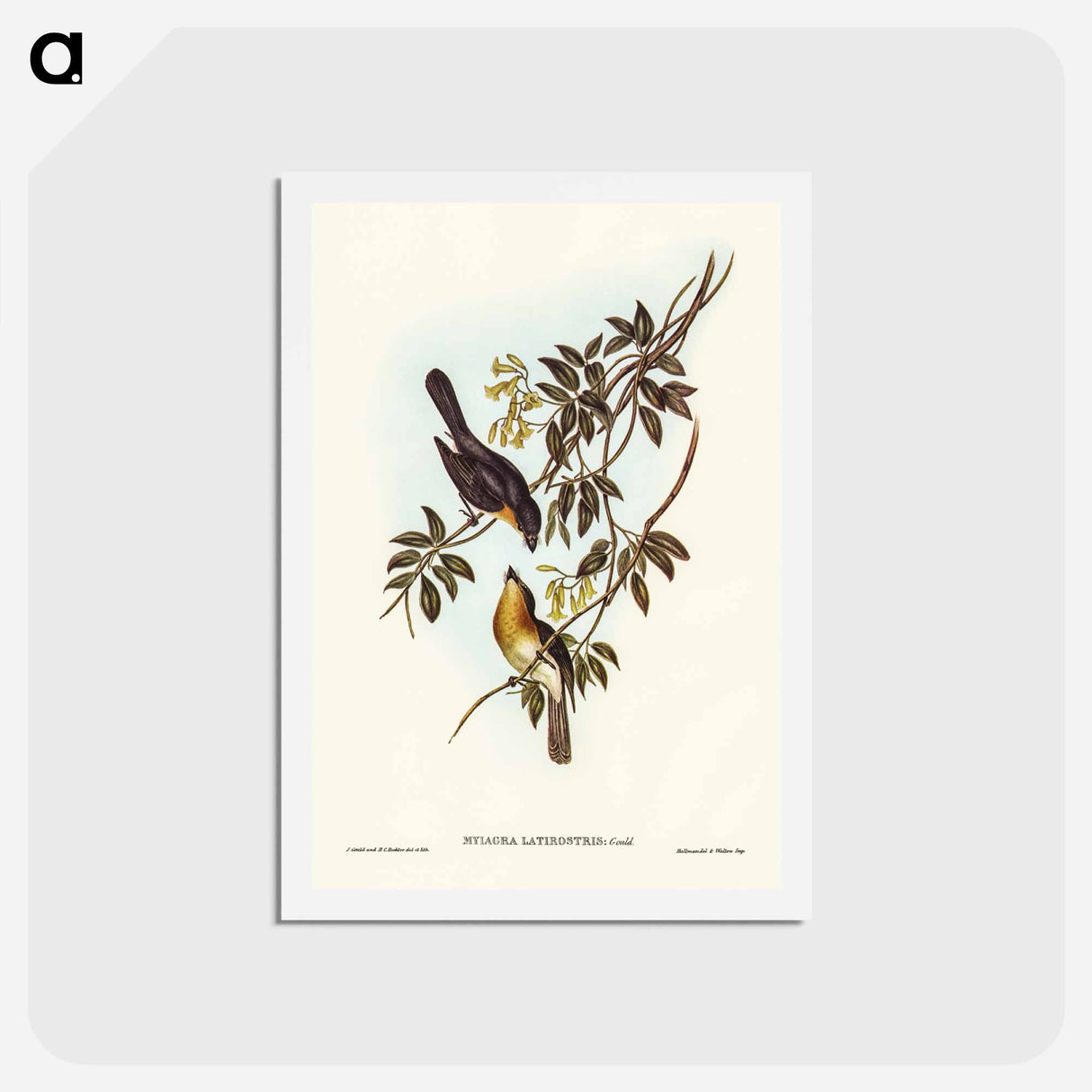 アートポストカード-Broad-billed Flycatcher
 - ジョン グールド Postcard.