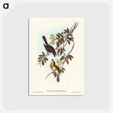 アートポストカード-Broad-billed Flycatcher
 - ジョン グールド Postcard.