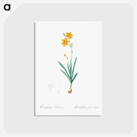 アートポストカード-Coppertips - ピエール ジョゼフ ルドゥーテ Postcard.