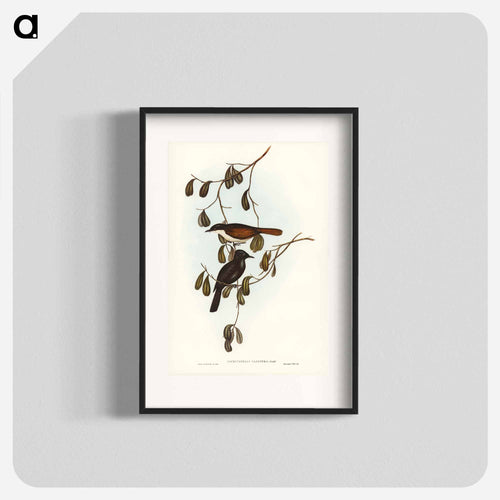 Grey-tailed Pachycephala
 - オーストラリアの鳥 Poster.