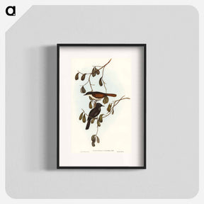 アートポスター-Grey-tailed Pachycephala
 - オーストラリアの鳥 Poster.
