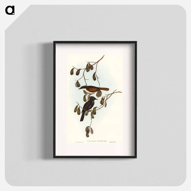 アートポスター-Grey-tailed Pachycephala
 - オーストラリアの鳥 Poster.