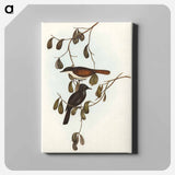 Grey-tailed Pachycephala
 - オーストラリアの鳥 Canvas.