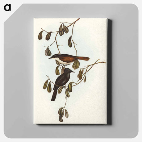 アートパネル-Grey-tailed Pachycephala
 - オーストラリアの鳥 Canvas.